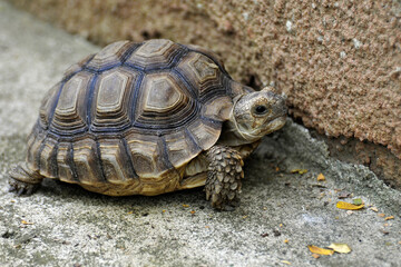 Obraz premium Jeune tortue