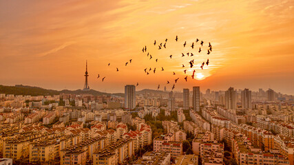 Golden sunset over modern city skyline with a flock of flying birds, urban nature and freedom concept. © LiLiLi Studio