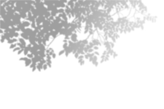 A blurry soft grey shadow of a dense tree canopy with abundant leaves and branches overhanging from the top. The out-of-focus effect creates a misty, peaceful, and naturally elegant pattern.