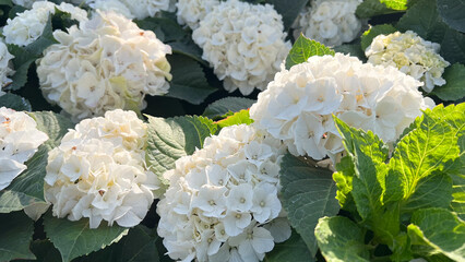 初夏の太陽を浴びて美しく咲き誇る白いアジサイ（紫陽花）の花。純白でボリュームのある花びらと鮮やかな緑の葉が織りなす、清潔感あふれる自然の風景。お花直し、ジューンブライド、ガーデニング、初夏のキャンペーン広告やウェディングの背景に最適な写真素材。 © Elsie