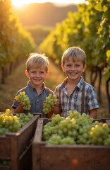 Naklejka premium Two smiling young boys harvest fresh green grapes in a vineyard during golden hour. They hold bunches of ripe fruit near wooden crates filled with grapes, preparing for wine making.