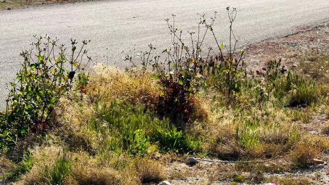 dry grass on the side of a desert road. 