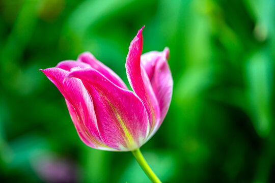 Tulip in bloom, early spring