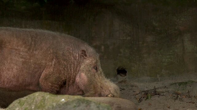 Profile View of a Bornean Bearded Pig Foraging in Singapore