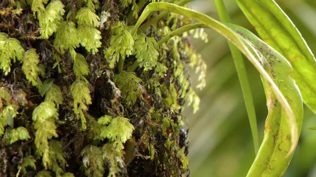 Macro View of Epiphytic Ferns and Moss on Tropical Tree Trunk