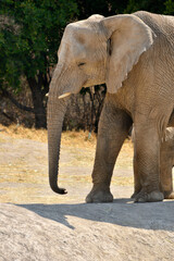 Obraz premium Macro shot of elephant trunk, ear and tusks, giant mammal anatomy details