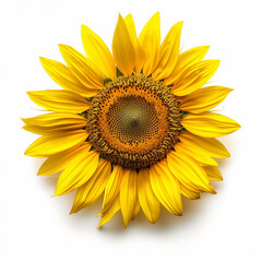 Fototapeta premium A bright and beautiful sunflower with yellow petals and a dark center