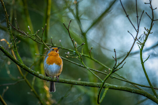 ein Rotkehlchen auf einem gr&uuml;nen Ast mit offenem Schnabel