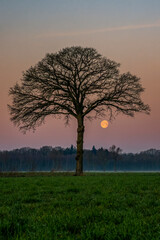 Naklejka premium eine Eiche auf einem Feld vor der Kulisse des aufgehenden Mondes
