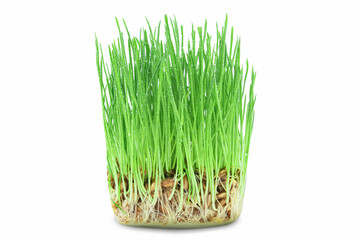 Green grass for cats sprouts of wheat, barley or oats - isolate on a white background. A popular herb for cats, which is also called cat grass or microgreens for animals.