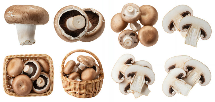 Various types of mushrooms on white background fungi isolated