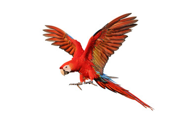 Fototapeta premium Colorful flying Scarlet Macaw parrot isolated on transparent background png file