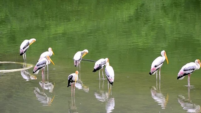 cranebird in the water