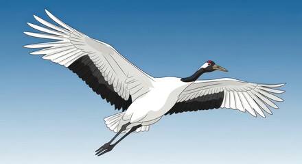 Fototapeta premium Magnificent white and black feathered bird soars across a clear blue sky