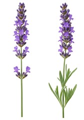 Obraz premium Lavender Duet: Nature's Gentle Grace