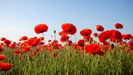Fototapeta premium Vibrant red poppies in a sun-drenched field under a clear blue sky. Vivid floral landscape with blooming wildflowers and green stems. Nature, summer bloom, rural field.