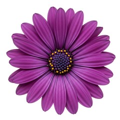 Fototapeta premium Purple Radiance