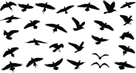 Fototapeta premium Flying bird silhouette flock of wild soaring avian vectors
