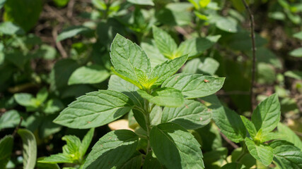 The plant in the image is a type of mint, likely peppermint (Mentha piperita) or a related species such as Mentha canadensis. Taken from Las Pinas, NCR, Philippines. © RoseAnn