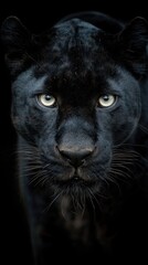 Fototapeta premium Black panther looking into the camera on black background. African wildlife concept