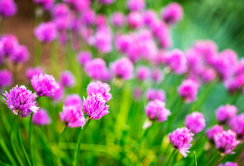 Obraz premium Allium hollandicum, group of purple persian ornamental onion flowers in bloom