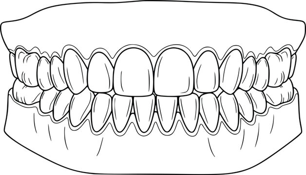 Dental teeth and gums outline vector oral health clipart