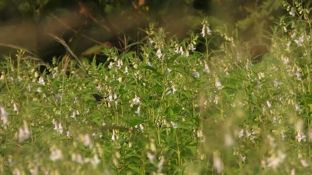 Beautiful Hummingbirds playing in Sesame plants.