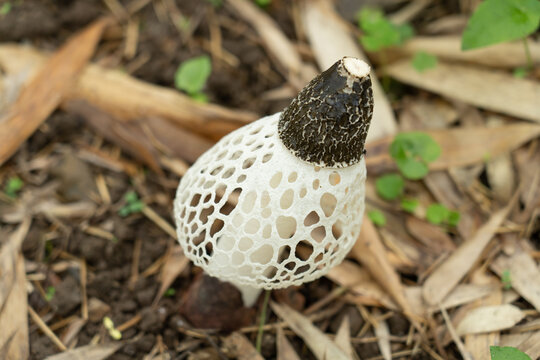 アカダマキヌガサタケ	Phallus rubrovolvatus 