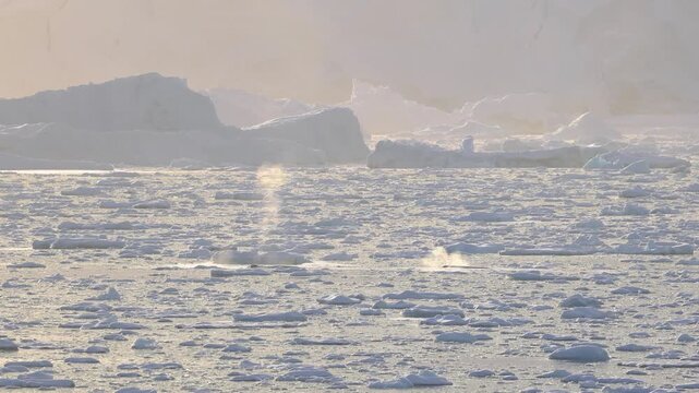 Humpback whale blow rises through brash ice at sunset in Antarctica, a dreamy polar seascape with warm haze, drifting floes, and plenty of copy space.