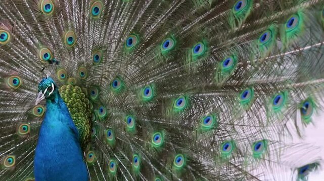 Majestic HD shot of a male peacock bird spreading his tail fathers on a meadow on sunny spring day. vibrant iridescent tail feathers in full fan. 