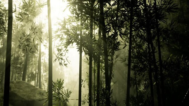 Dawn mist forest offering meditative calm with soft pale light and dewkissed foliage, gentle slope and muffled silence invite slow breathing and grounding