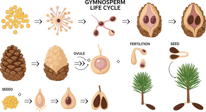 Gymnosperm Life Cycle Vector Diagram Featuring Pollination, Ovule Fertilization, Seed Development, Pine Cone Structure, and Tree Growth Botanical Illustration