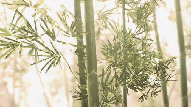 golden bamboo closeup with glowing bokeh and soft backlight, delicate leaf details and warm tones create intimate mood for mindfulness, product hero shots