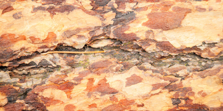 Peeling Arbutus Bark Texture Arbutus Menziesii Madrone Tree