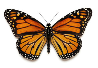 Obraz premium Monarch butterfly isolated on white background with open wings showing details