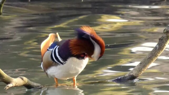 Majestic HD shot of Vibrant mandarin duck gracefully feeding through tranquil water, showcasing colorful plumage and rippling reflections. 