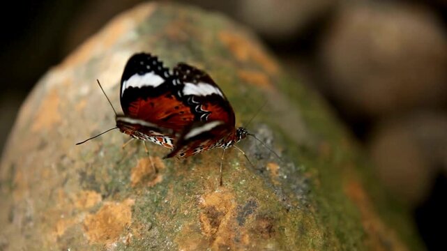 Butterfly Great Eggfly mating on a mossy stone in soft light. Hypolimnas Bolina butterflies native to Africa, South and Southeast Asia, and Australia.. Quiet and free nature. 