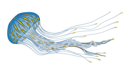 A blue and yellow jellyfish with long tentacles © MDANISUR