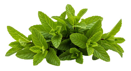 Fresh green mint leaves © MDANISUR