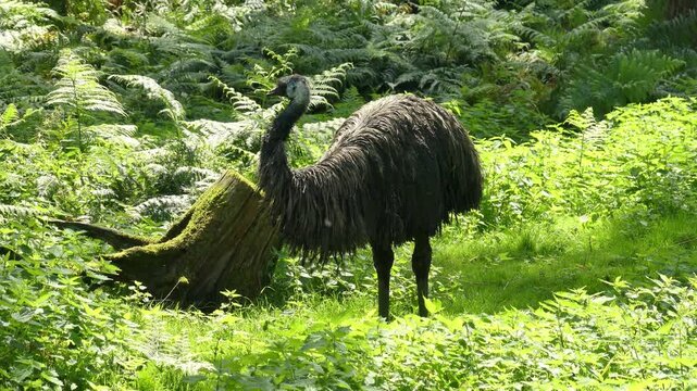Majestic HD shot of an Australian Emu standing in lush green fern forest in sunlight