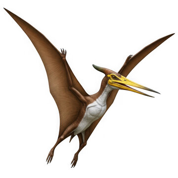 A brown and white pterosaur with a long yellow beak png isolated on transparent background
