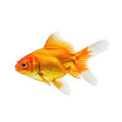 Fototapeta premium A vibrant orange goldfish with white fins png isolated on transparent background