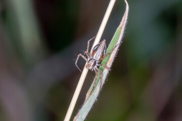 Lynx Spider Clinging to Grass Stem in Natural Habitat © Andrew
