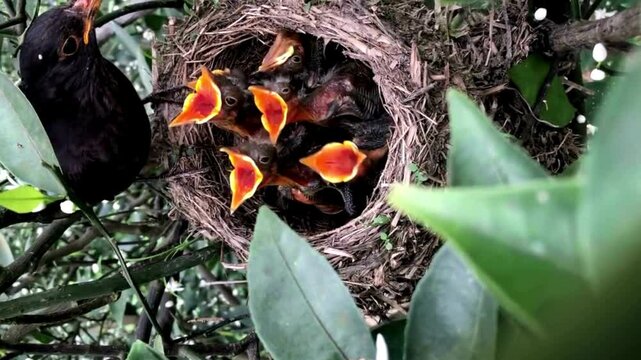 Blackbird feeding hungry chicks in nest among green leaves. Nesting & Parental Care in Birds. 