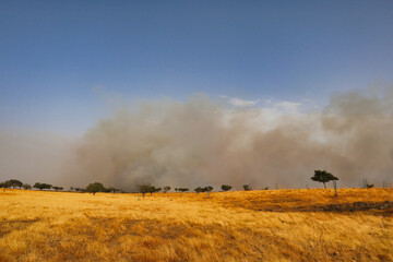 Fototapeta premium smoke from a large forest fire