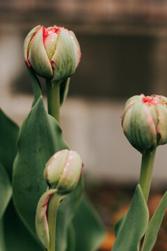Close up of closed tulip with fresh dew on a spring morning