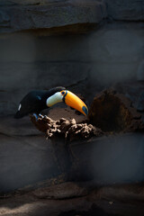 Fototapeta premium Toucan on Nest or Branch, Close-up Wildlife Portrait
