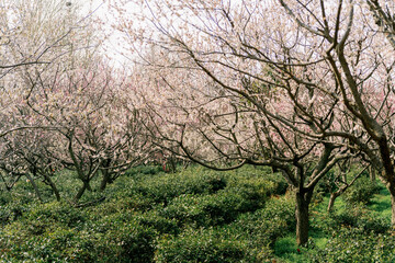 Fototapeta premium Plum Blossom Forest at Meihua Mountain