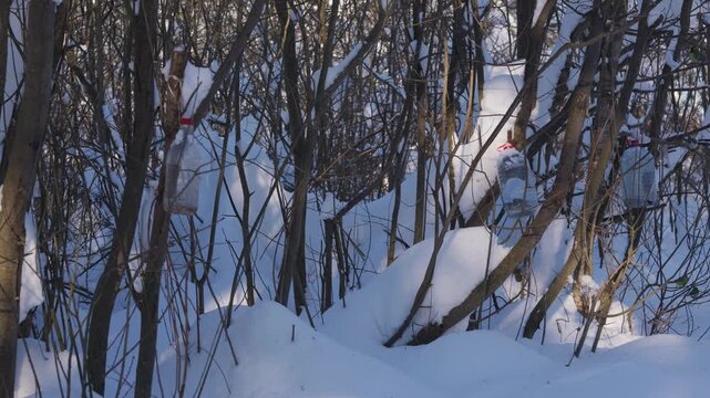 Wild songbirds gather at a feeder in snowy woodland during winter. Sparrows and tits feed among thin tree trunks and branches in soft daylight and cold seasonal conditions. High quality 4k footage