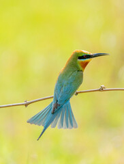 Obraz premium Bee Eaters Courtship On Branch